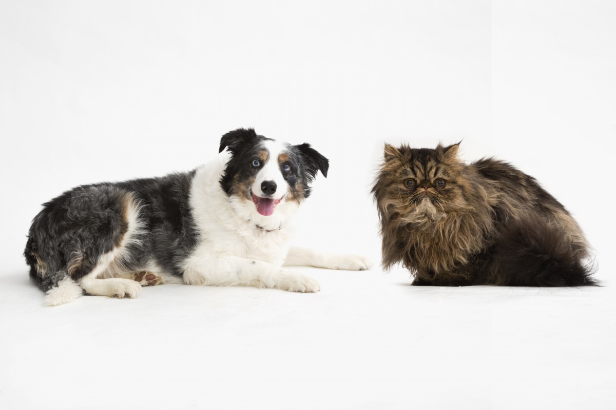 Preston Humane Society asks commission for $5K to help with spay/neuter efforts